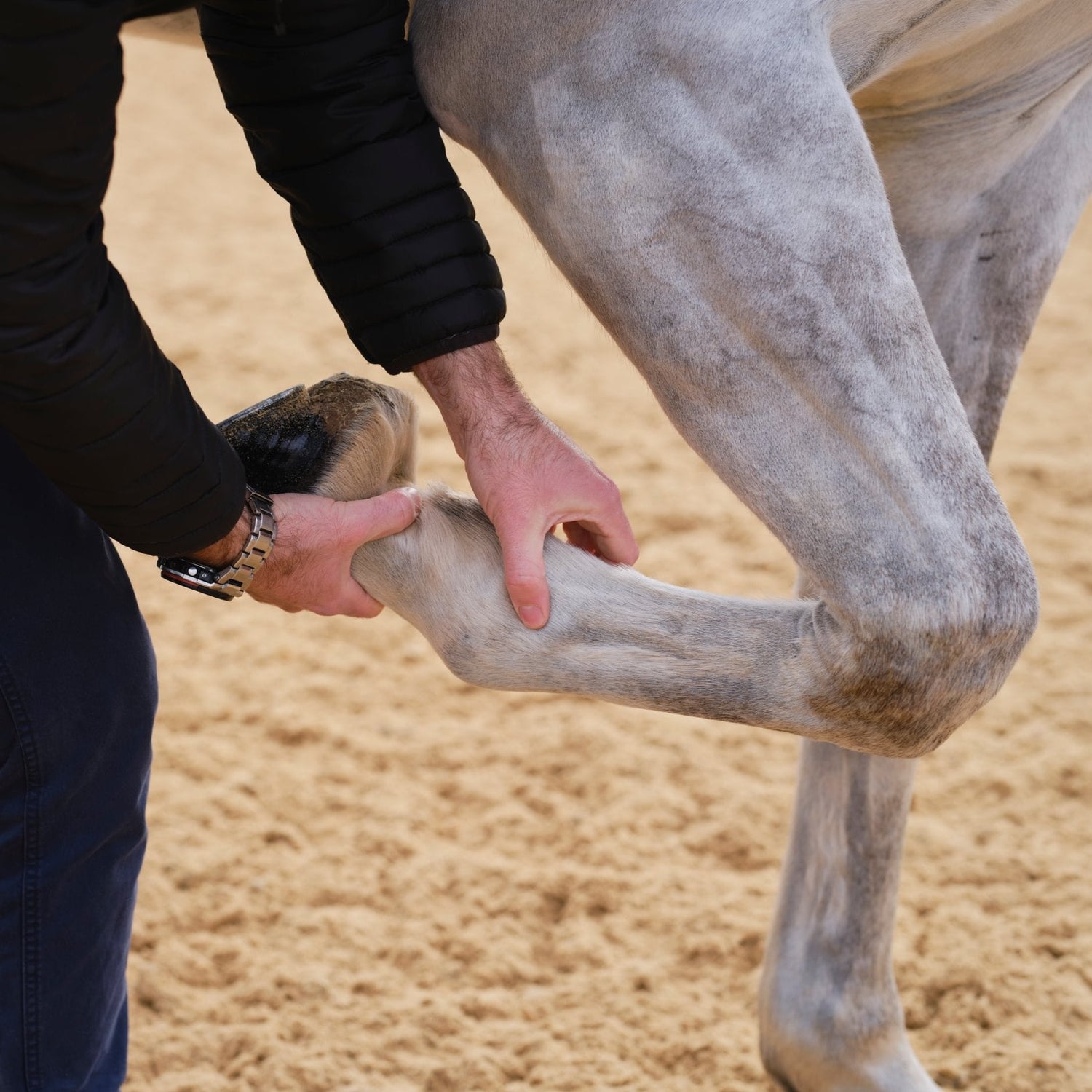 Inflammation in Horses