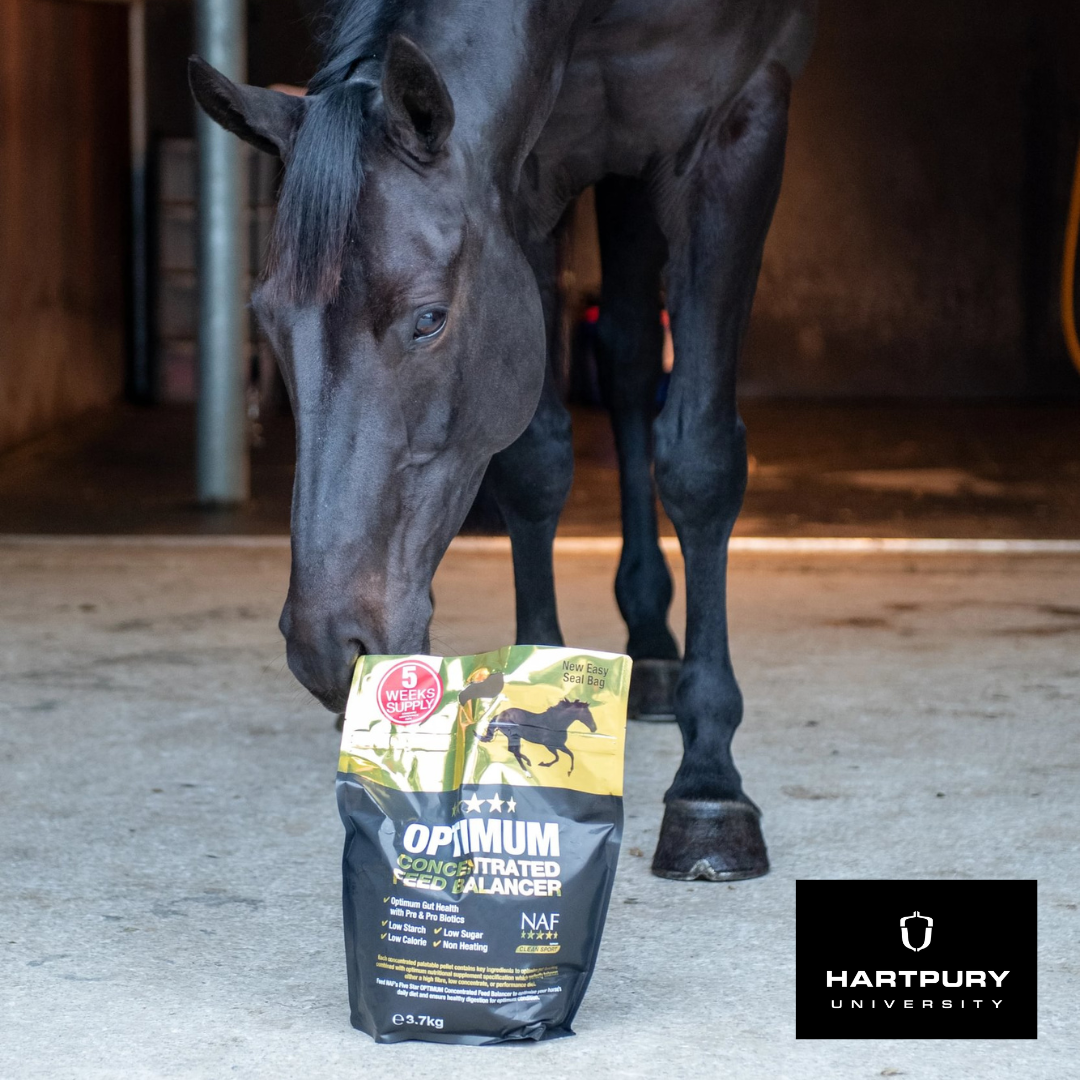 Preparing for Winter: The Role of a Horse Feed Balancer