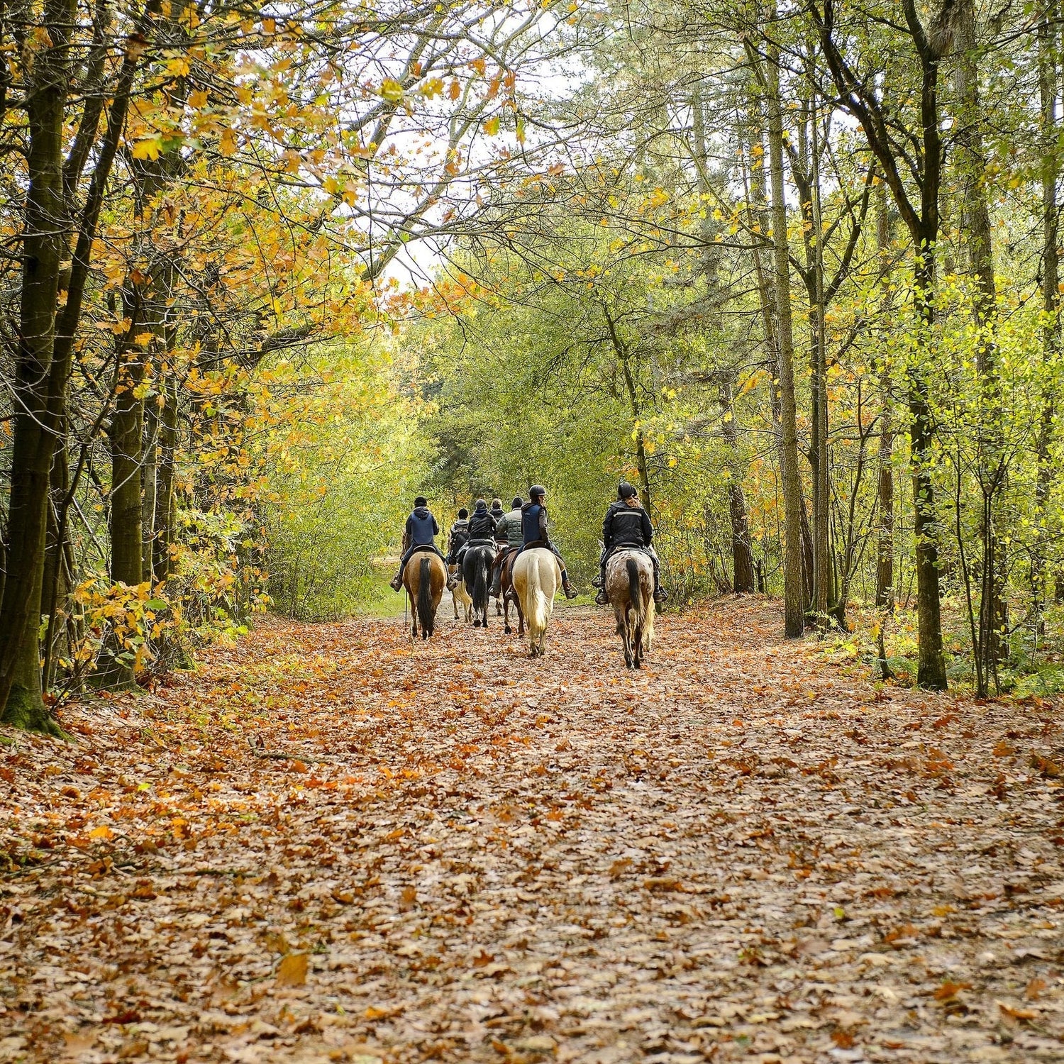 Navigating the seasonal changes for Horses and Ponies