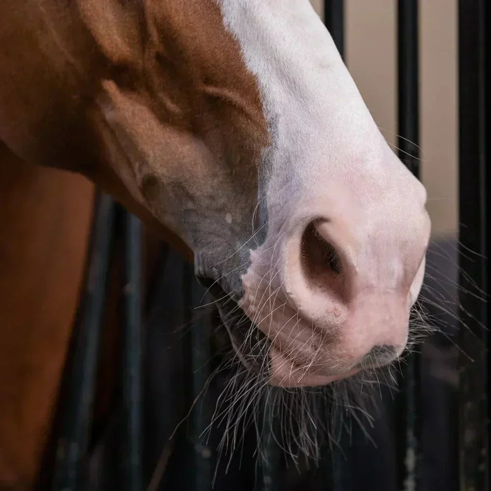 Understanding Equine Asthma and Respiratory Disease