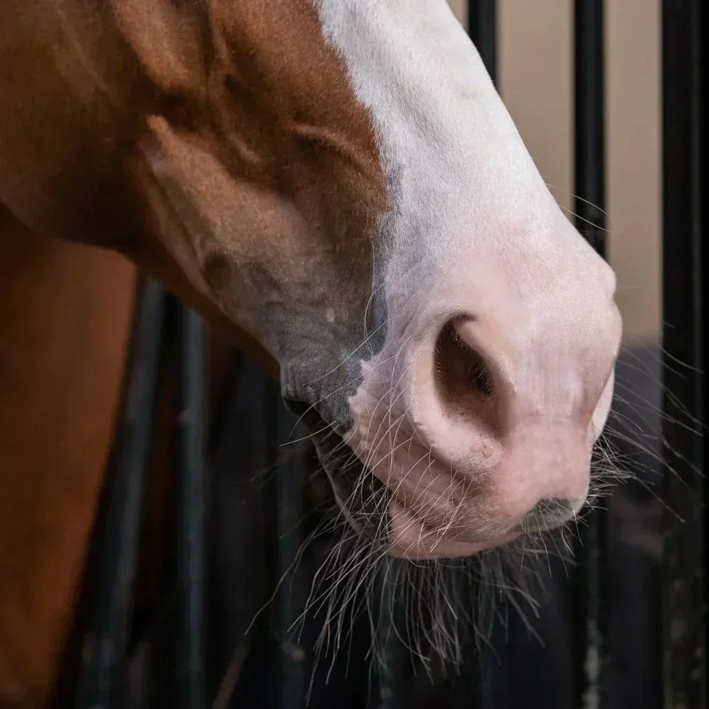 Understanding Equine Asthma and Respiratory Disease