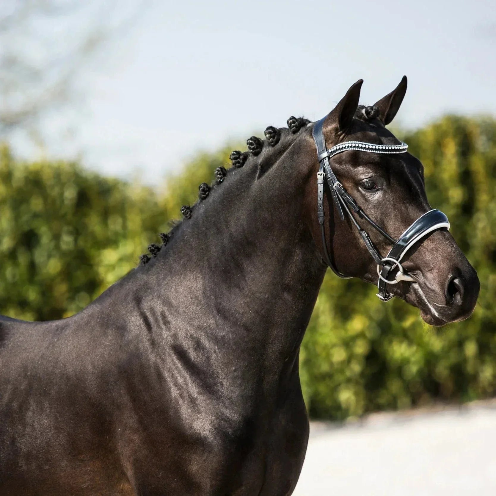 Feeding for Breeding – What do stallions need for optimum fertility?