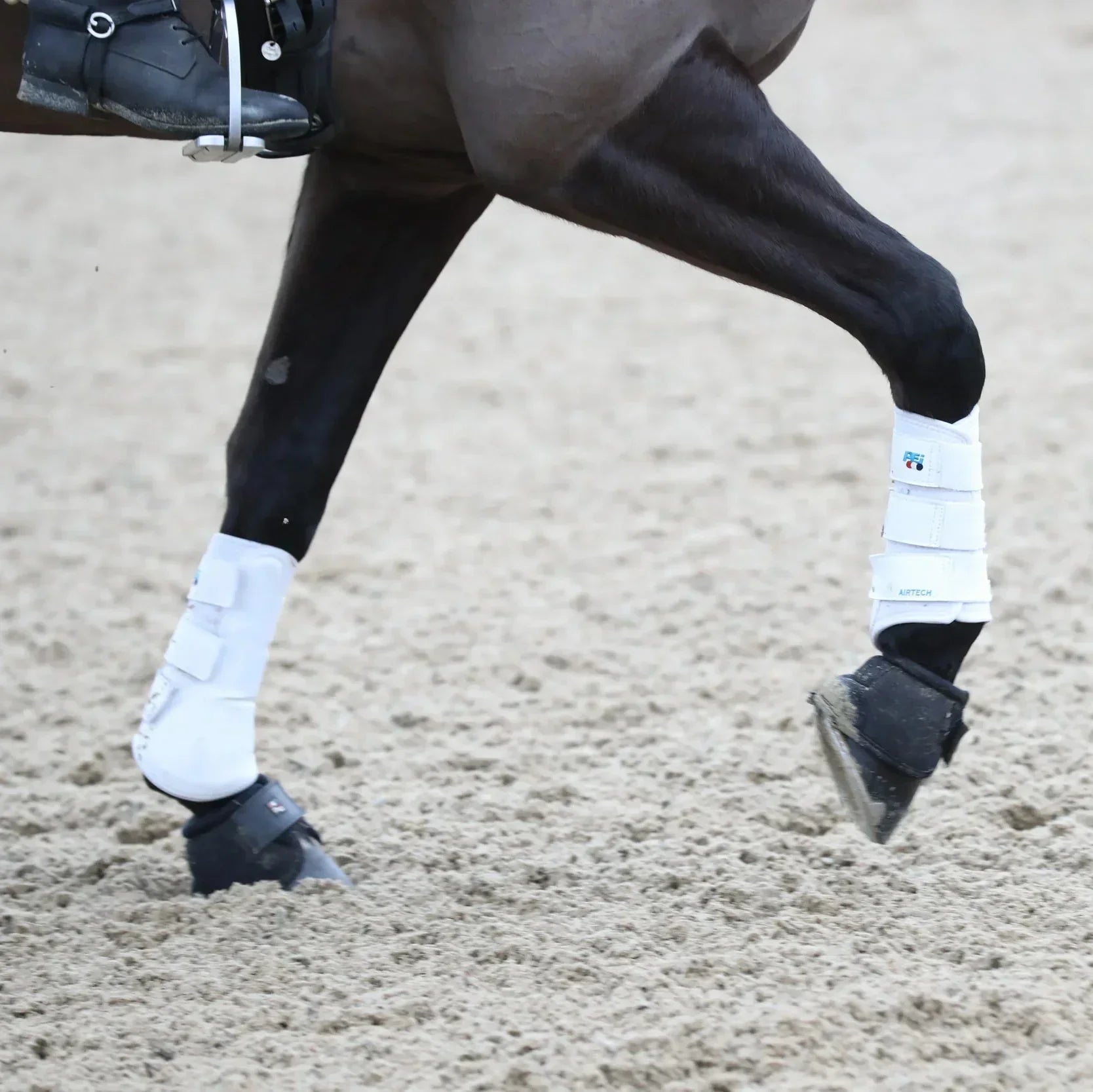 Equine Joints and Common Conditions