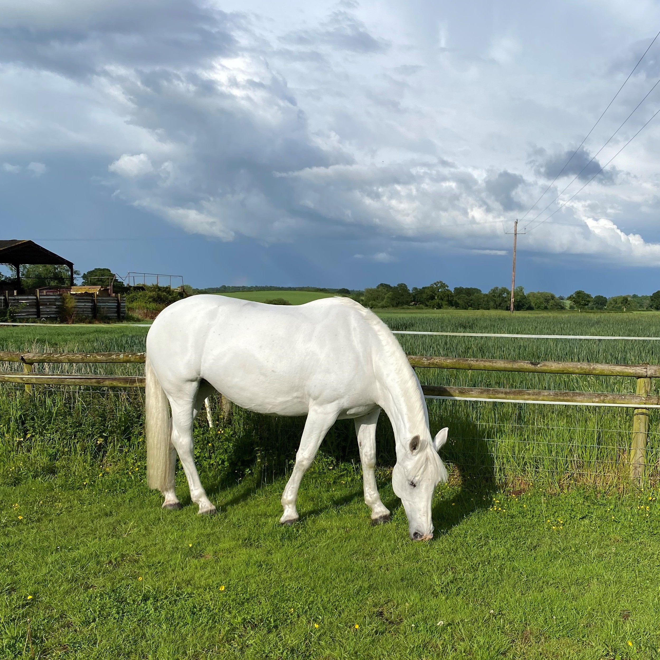 Autumn Laminitis: How to Manage Your Horse's Diet and Grazing