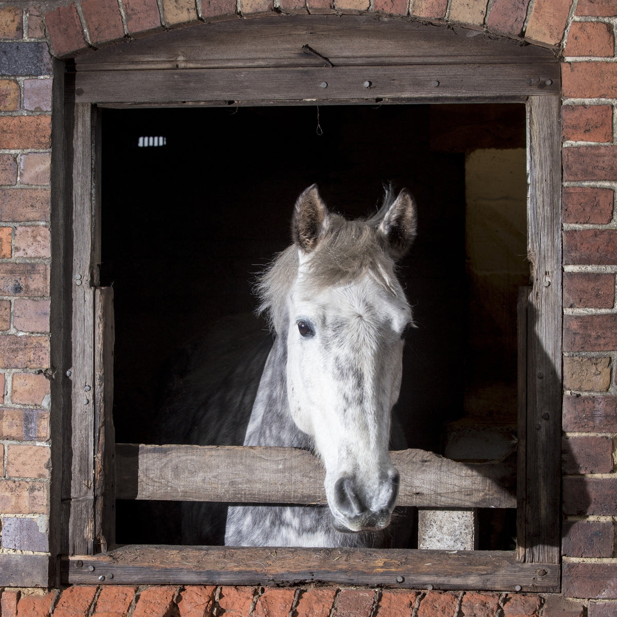 Does your horse need a winter calmer?