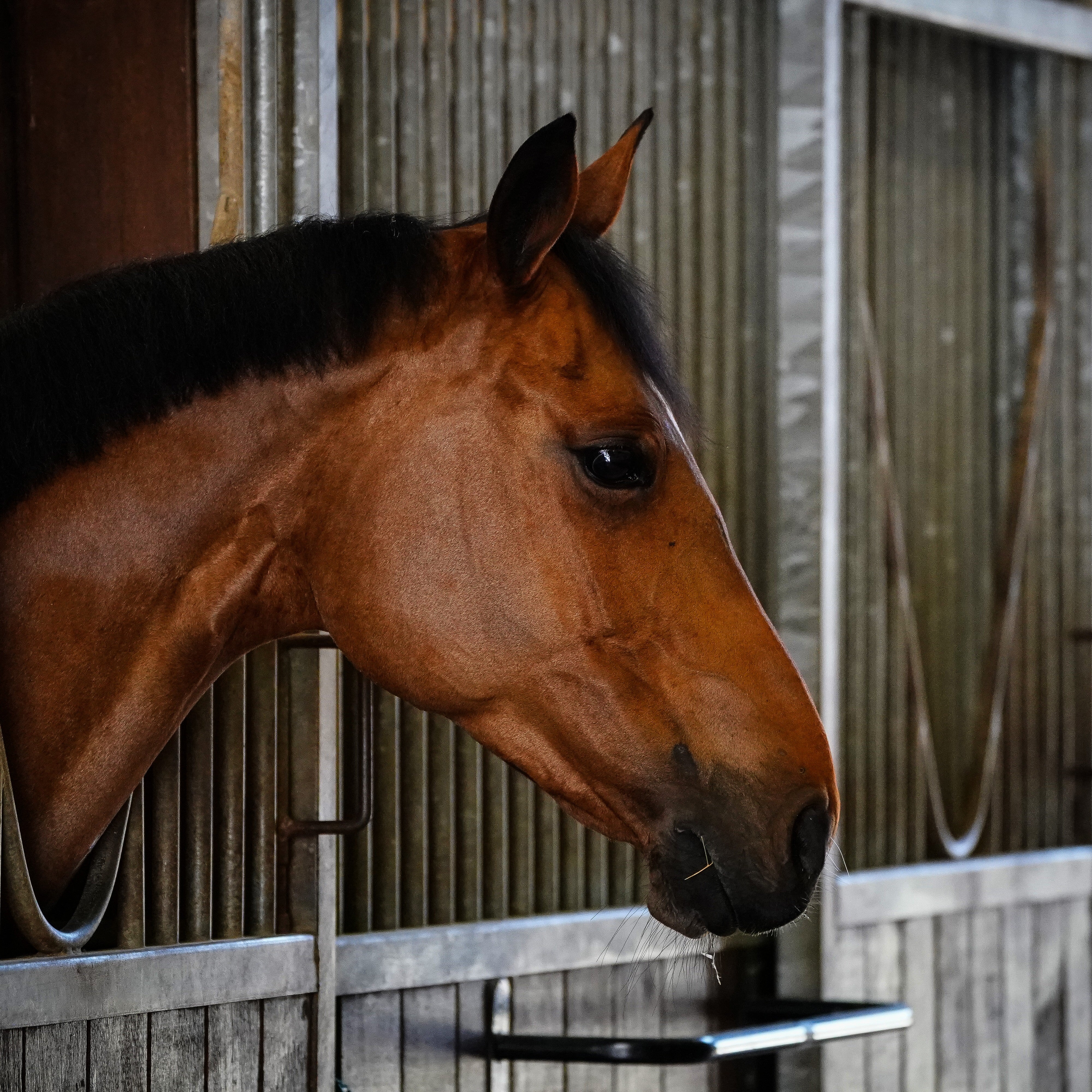 Equine Flu and Strangles in Horses: Symptoms, Prevention and Biosecurity Tips