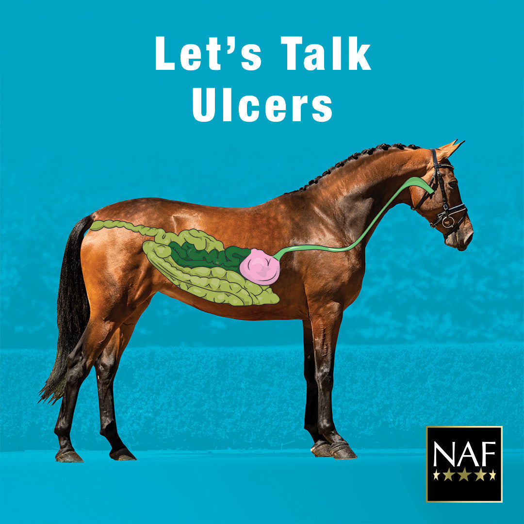 Gastric Ulcers in Horses