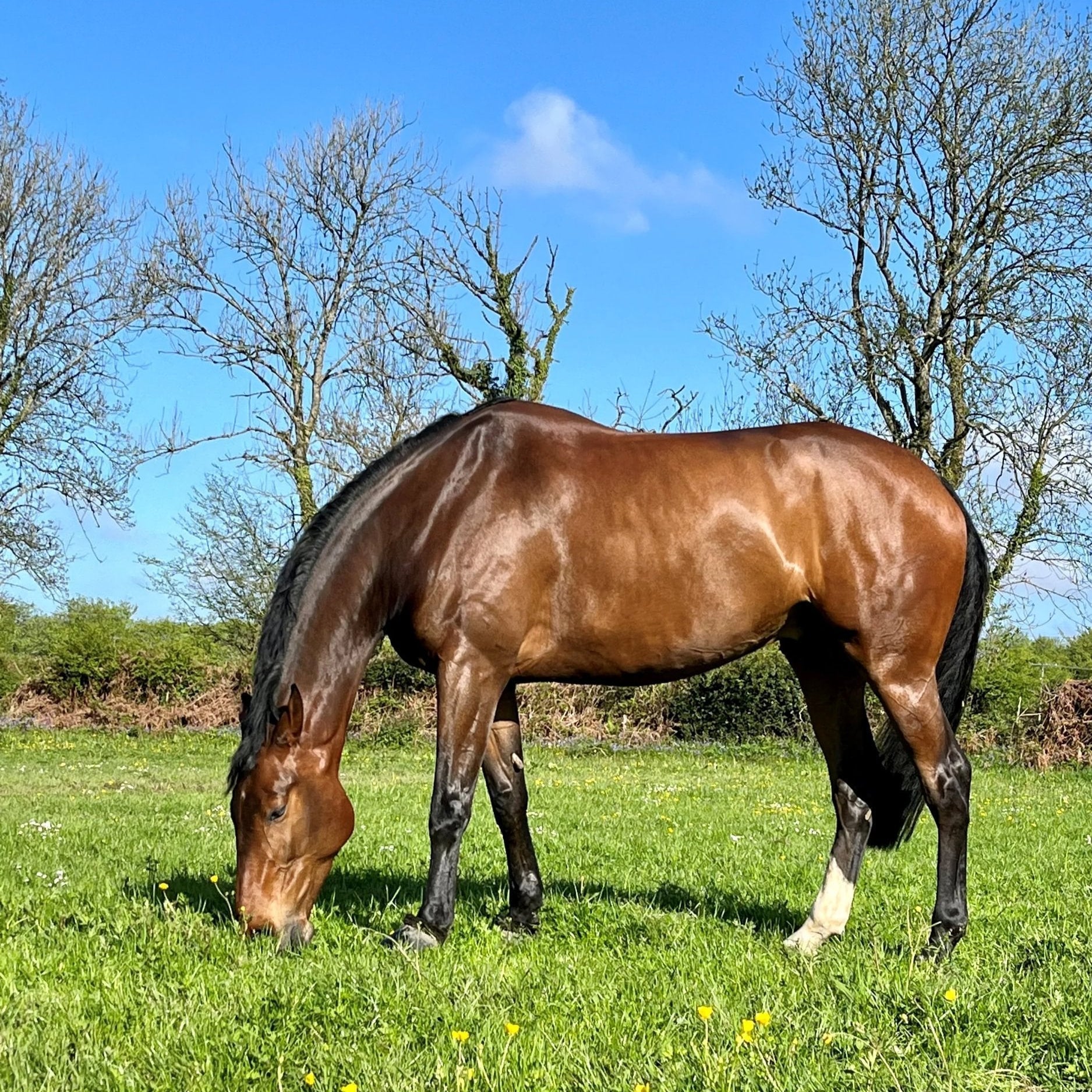 What Spring grass means for your horse