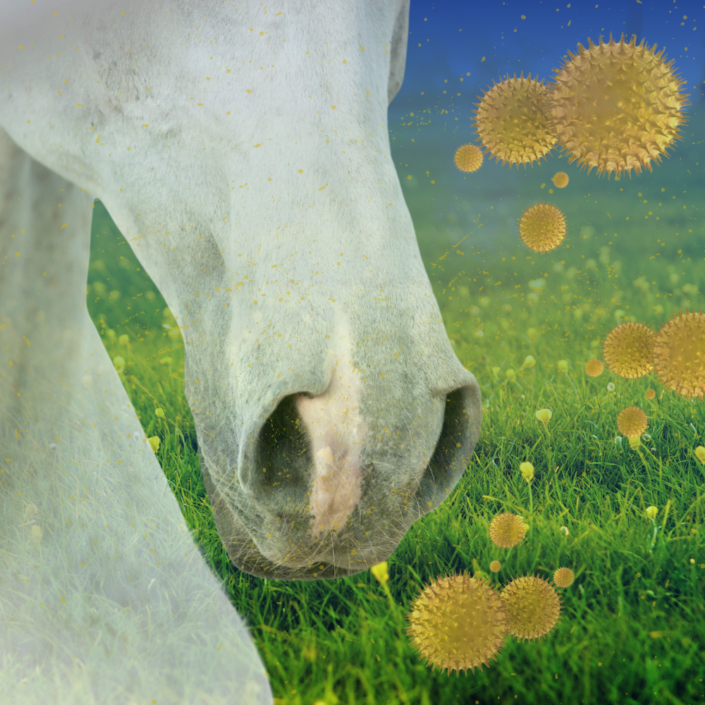 Our vet’s guide to pollen sensitivity & summer induced ‘hayfever’ in your horse.