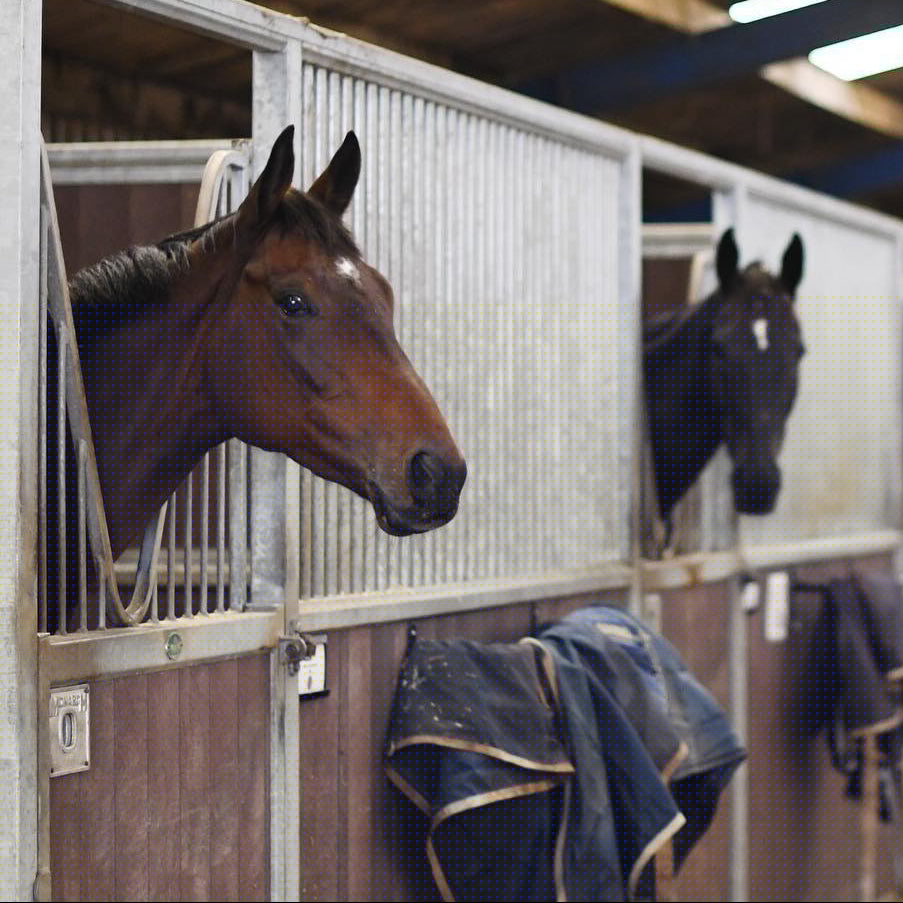 Winter Wellbeing for Horses and Ponies