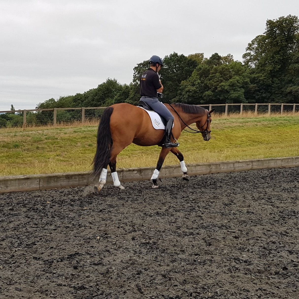 Equine Muscle Disease: From RER to PSSM