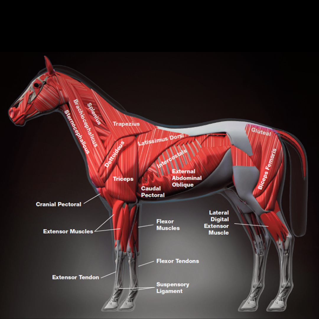 Mighty Muscles: Can Nutrition Build the Topline?