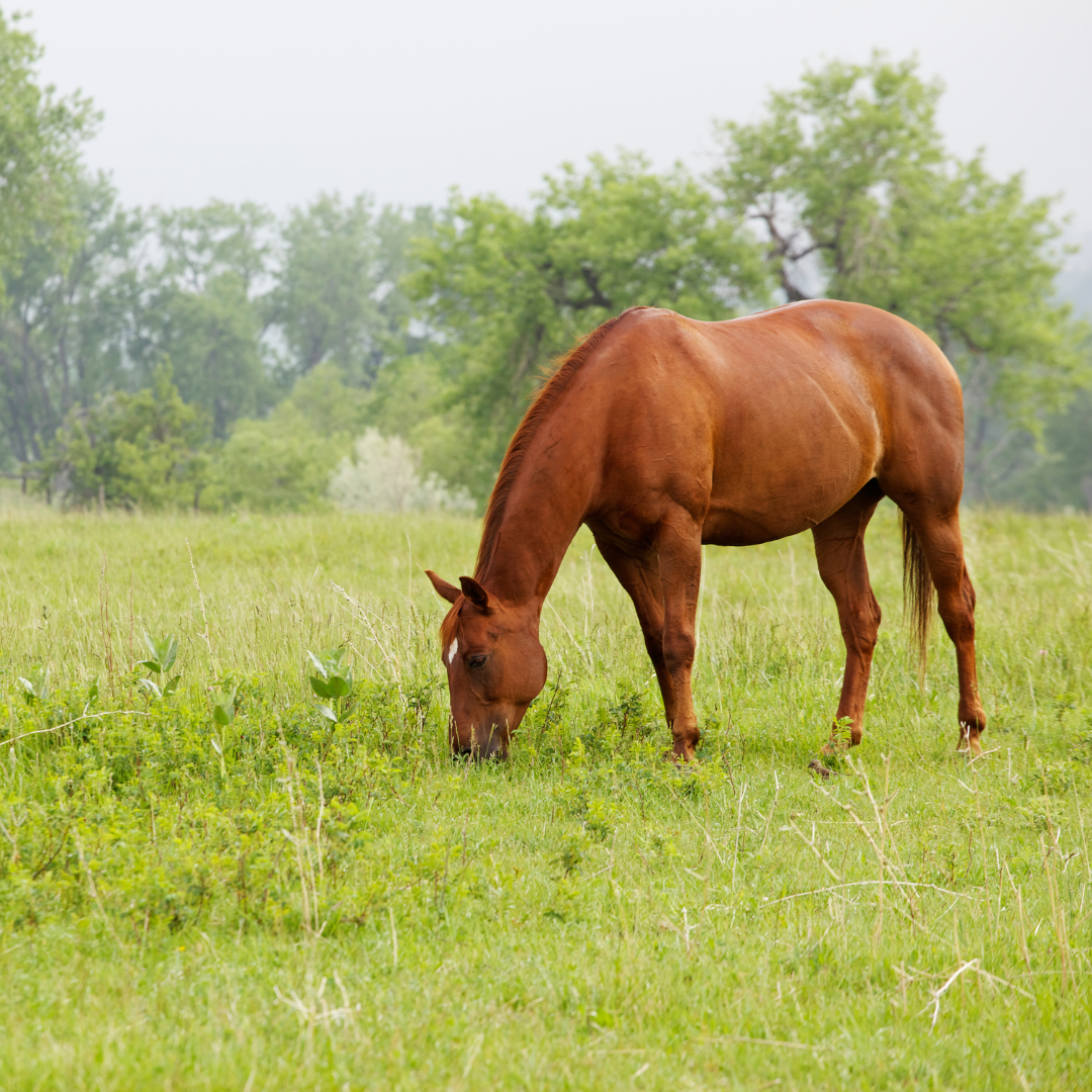 What is Natural Vitamin E and Why Your Horse Needs It