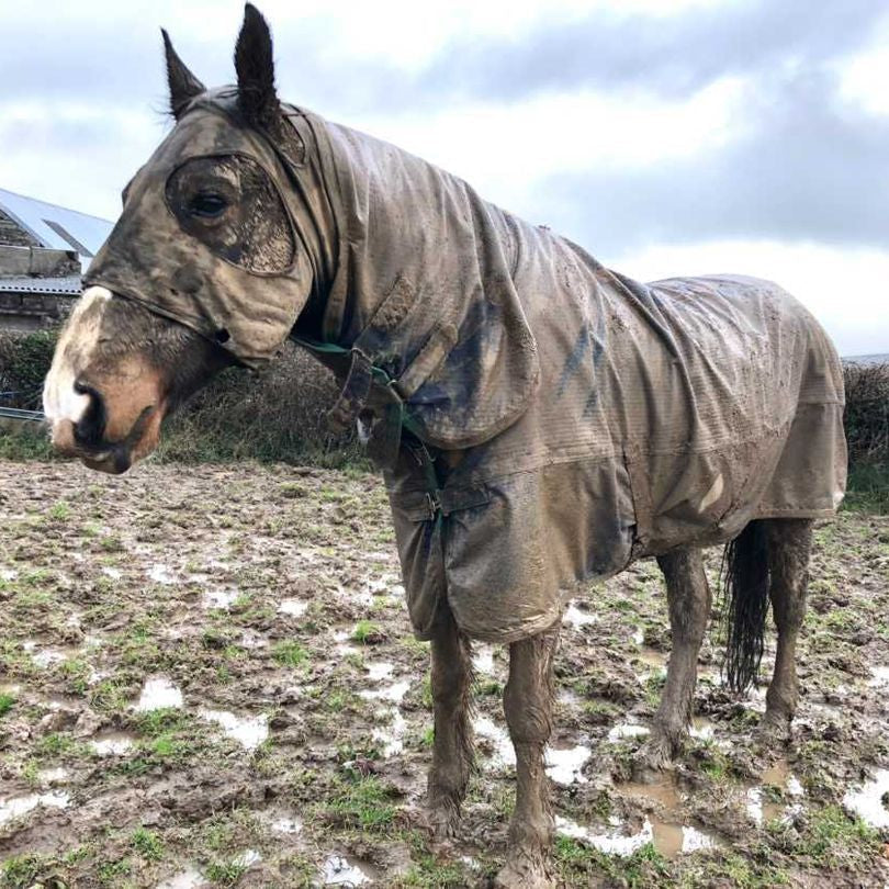 Mud Fever in Horses: Symptoms, Treatment and Prevention