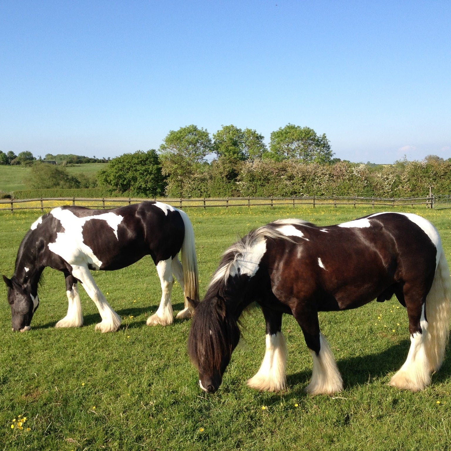 Two horses grazing in a grass field