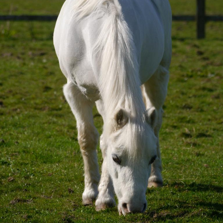 Understanding Laminitis Risks