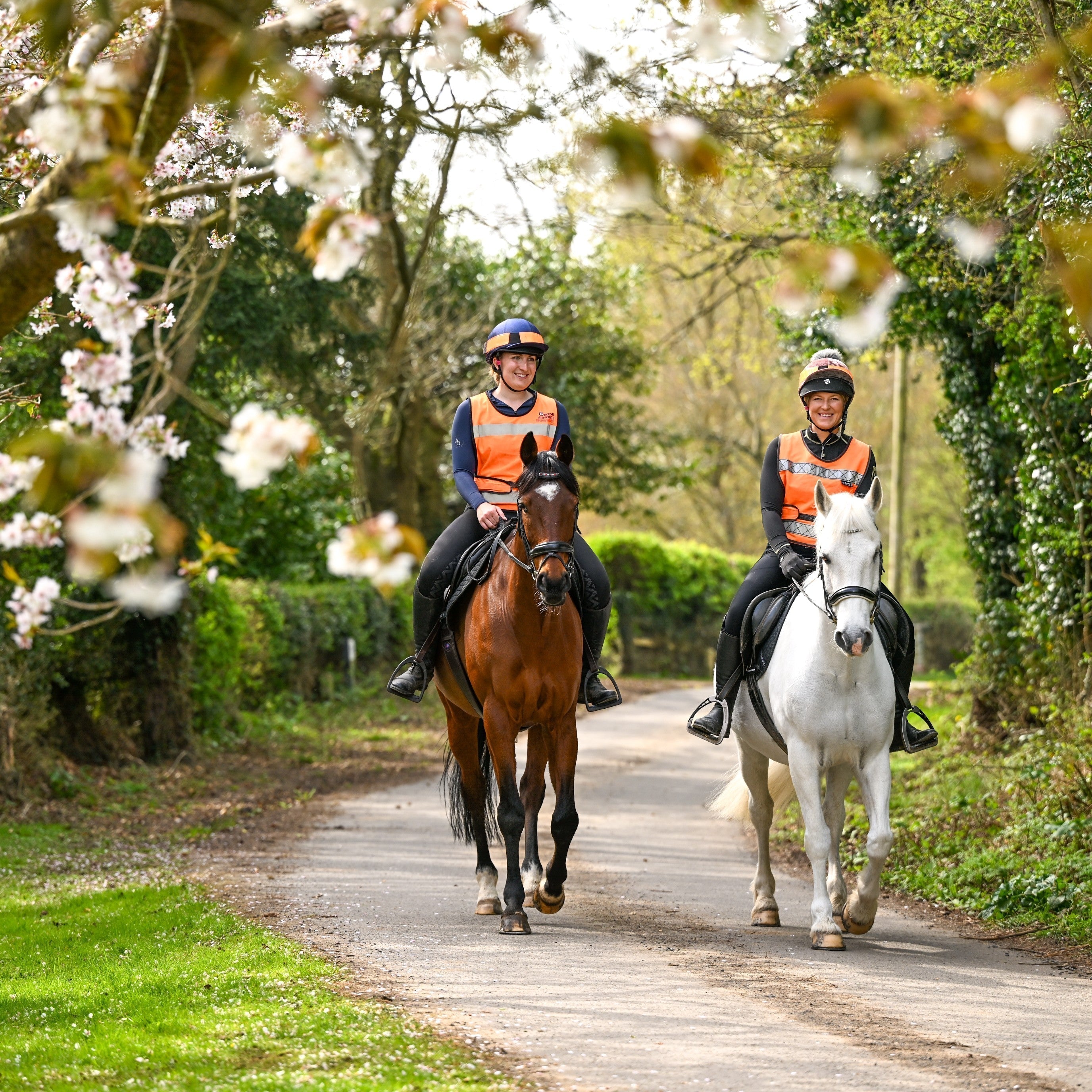 Summer Hacking with Horses: Essential Horse Care Tips for Hot Weather