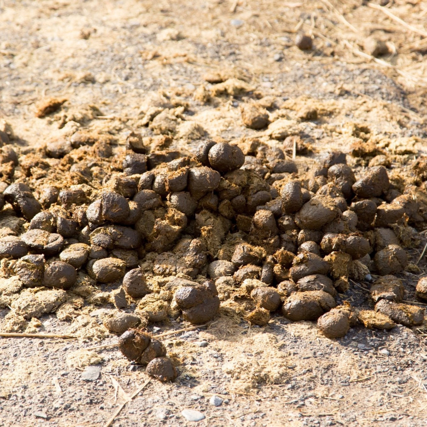 Understanding Your Horse’s Droppings