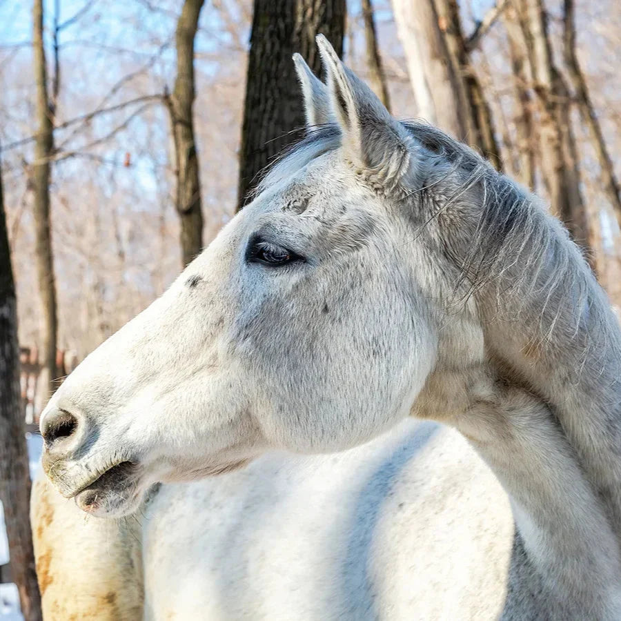 Older Horse