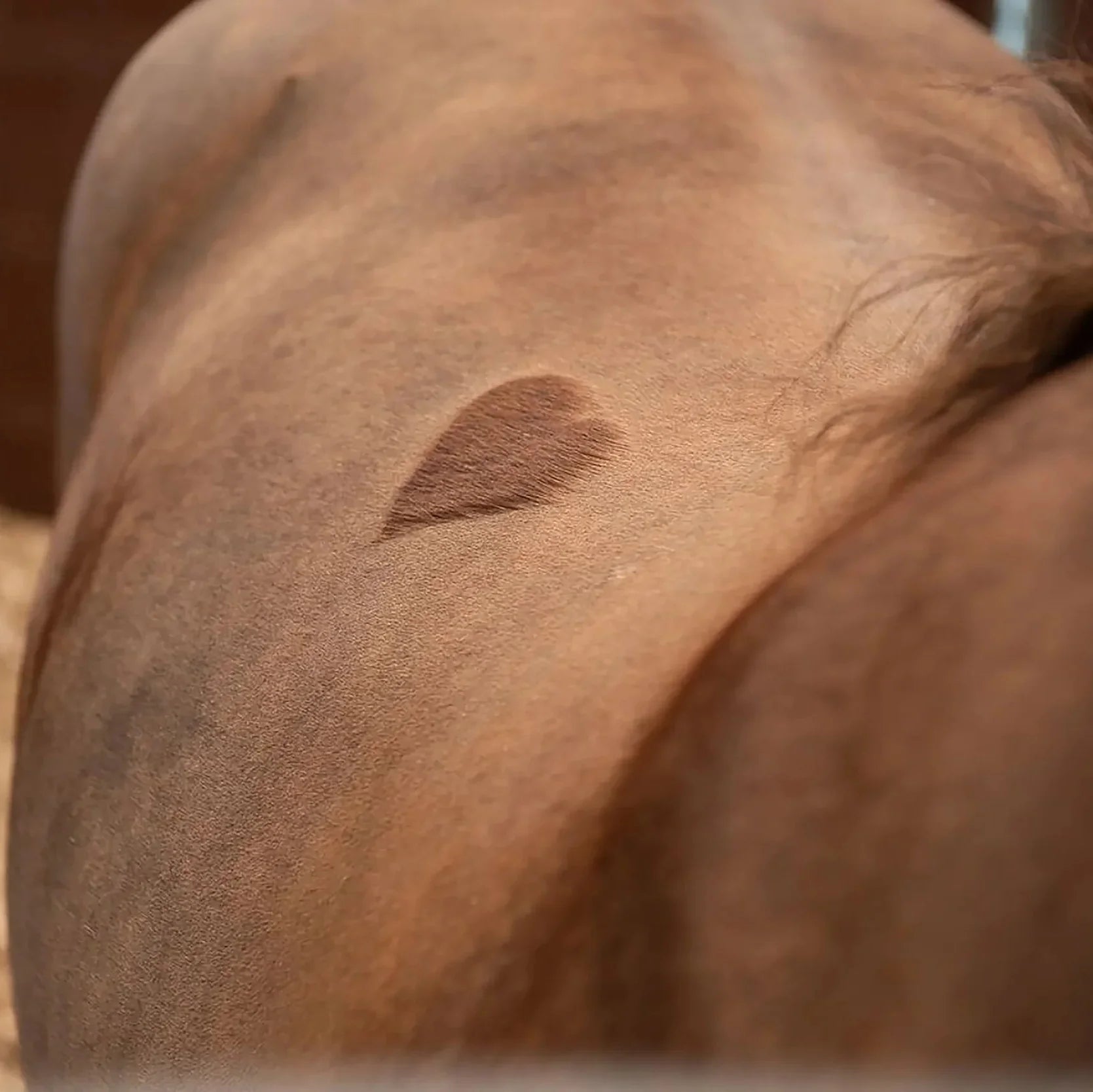 Love The Skin They're In - NAF Equine