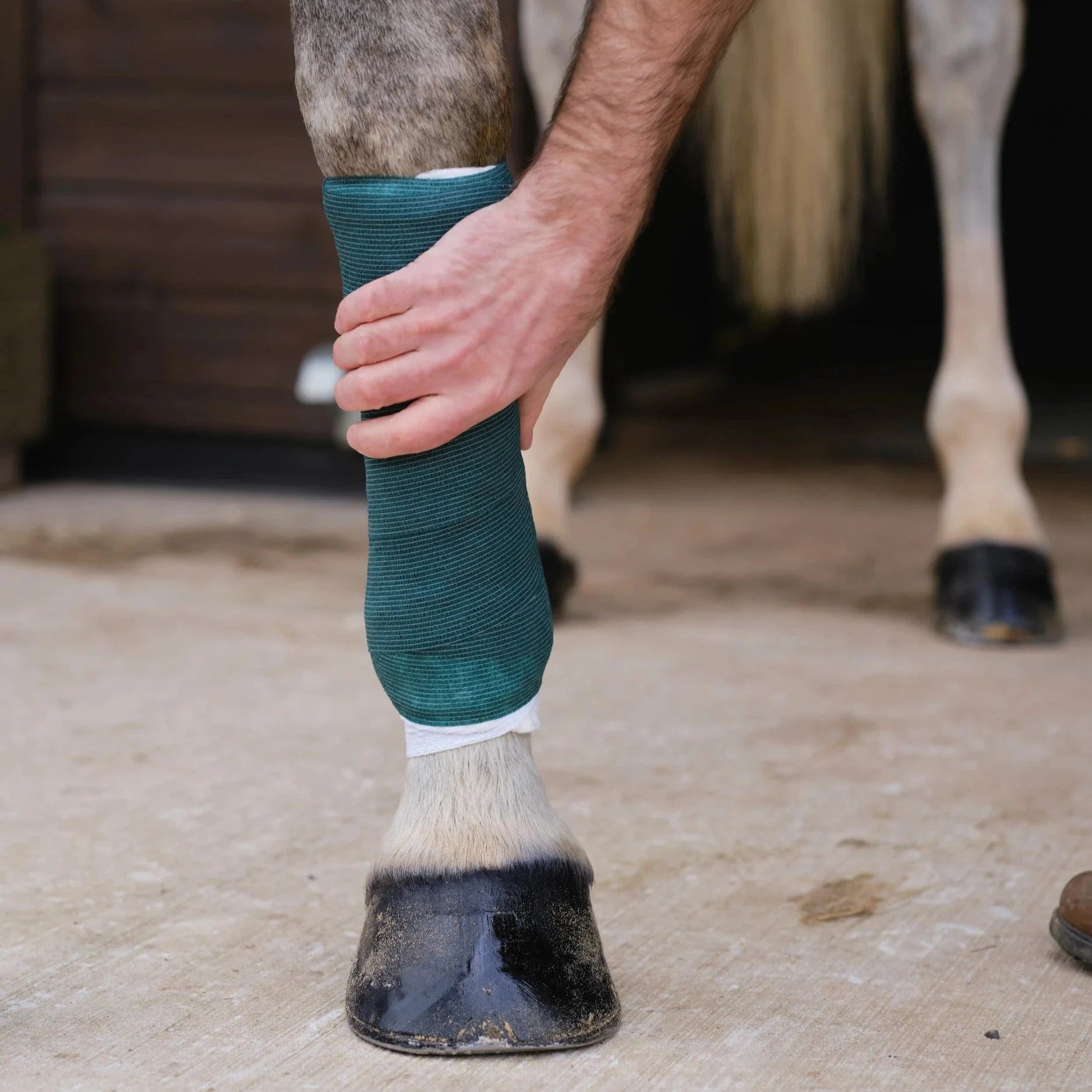 Horses leg with vet wrap bandage being checked by a Vet
