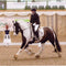 Black and white cob type horse and rider in an indoor arena