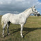White horse standing in a grassy field with a blue sky and clouds in the background