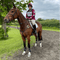Person riding a bay horse on a dirt path with greenery in the background
