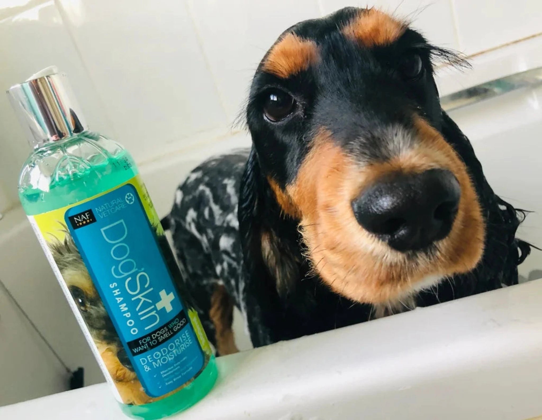 naf-equine NVC Dog'Skin Shampoo 300 ml Shampoo