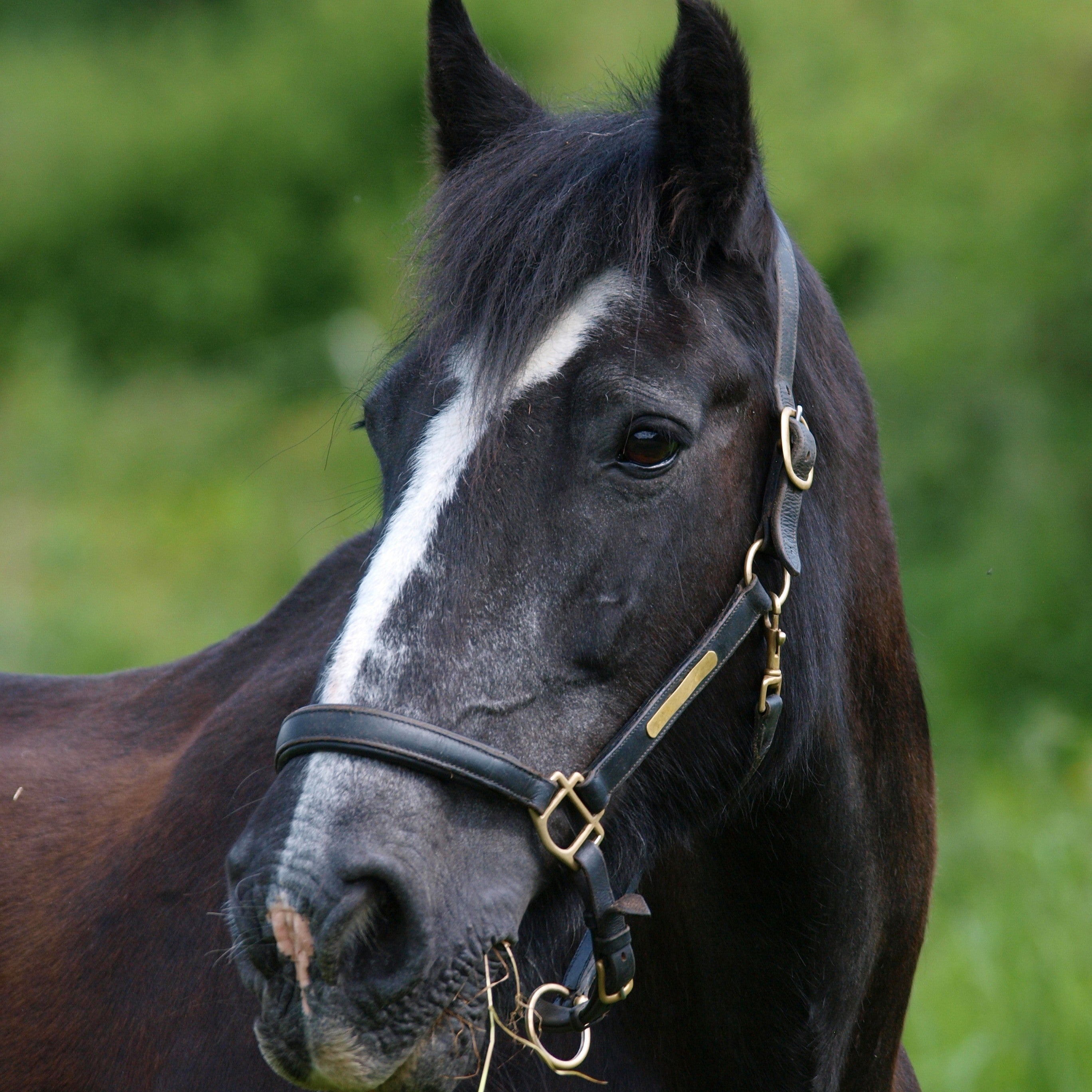 Cushing’s Syndrome in Horses: Signs, PPID, Management & Nutritional Support