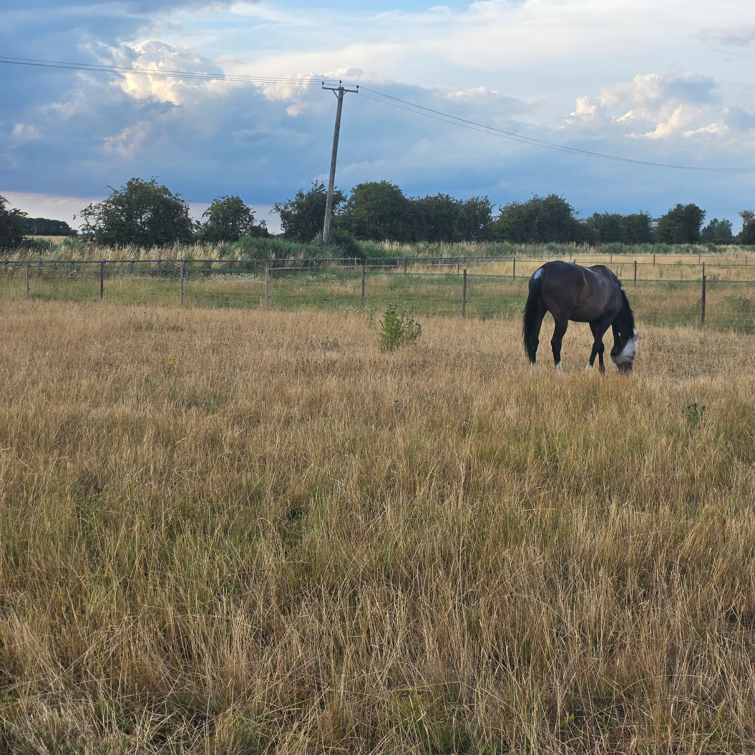No Grass? How to Supplement Your Horse’s Diet Safely