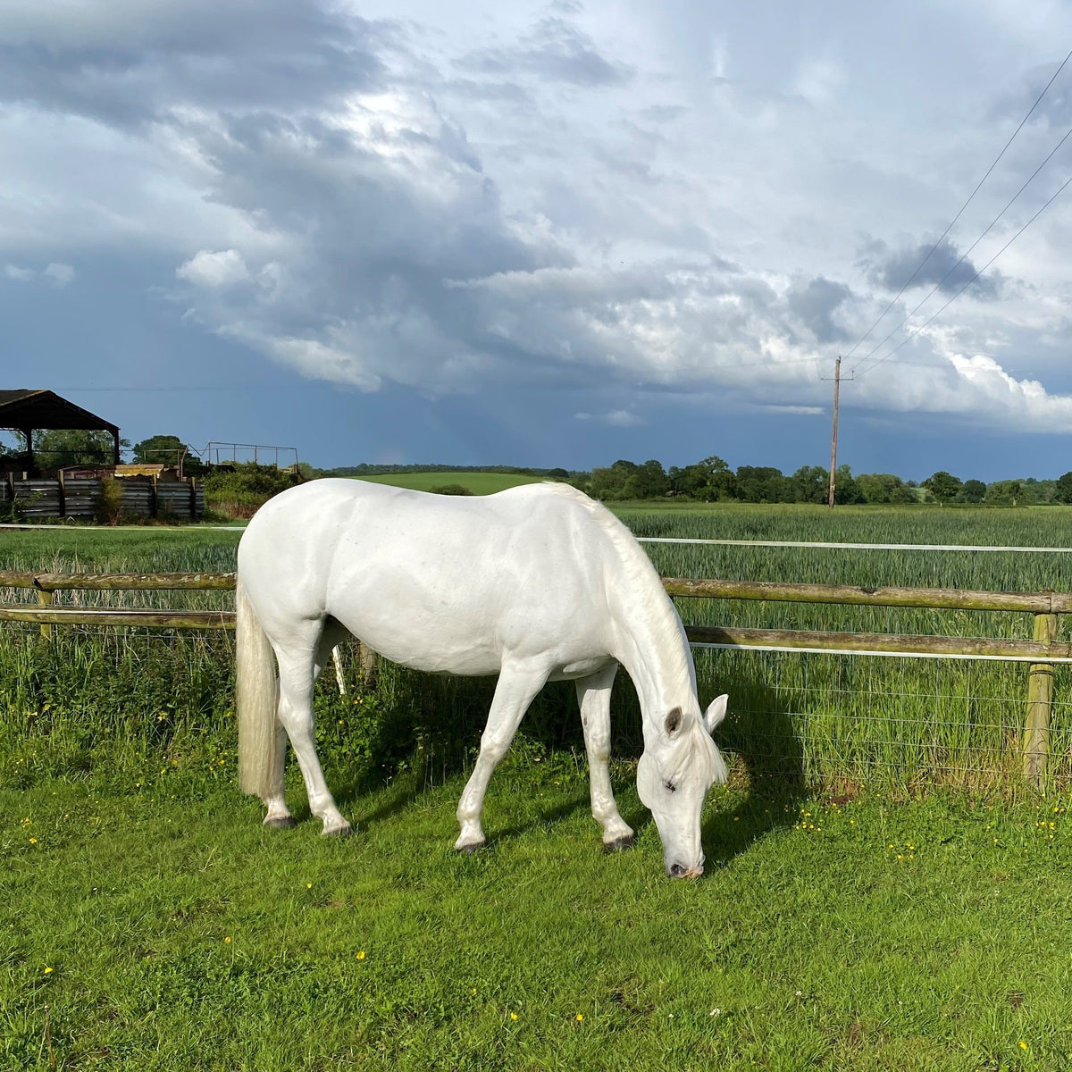 Autumn Laminitis: How to Manage Your Horse's Diet and Grazing