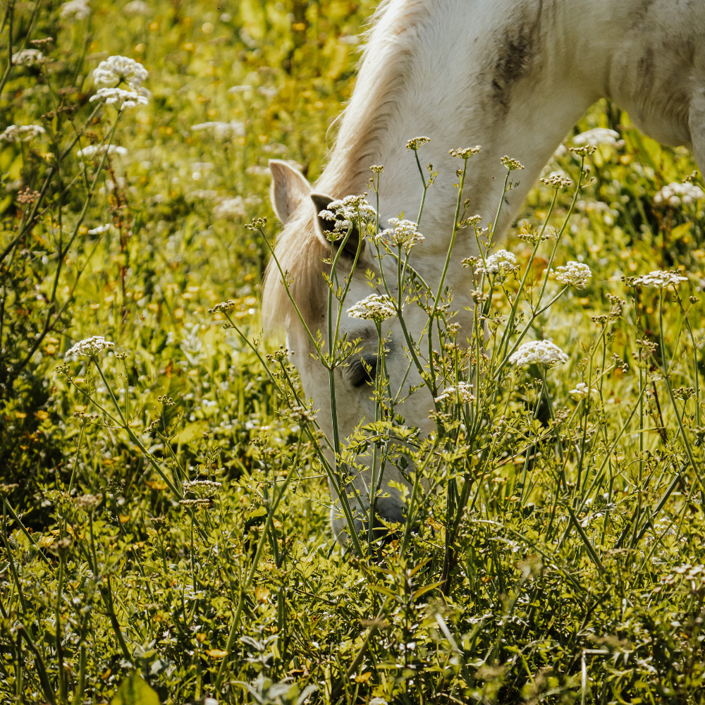 Herbs for Horses