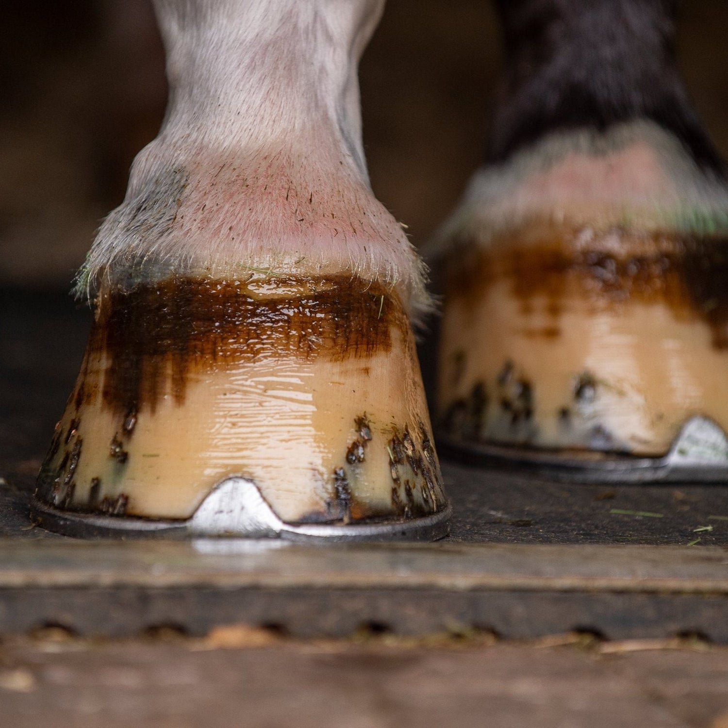 Hoof Health in the Heat