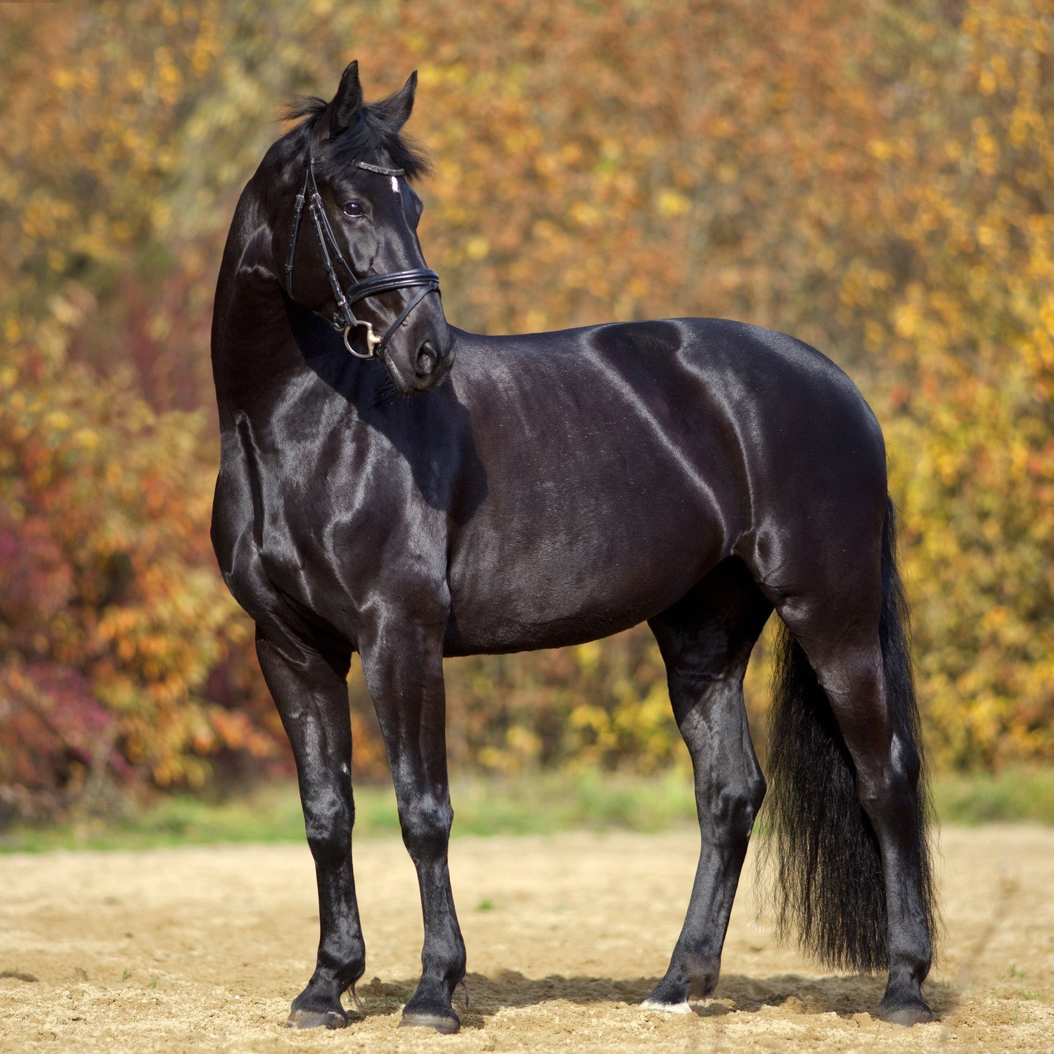 Equine Liver Disease (Hepatitis): Symptoms, Causes & Best Liver Support