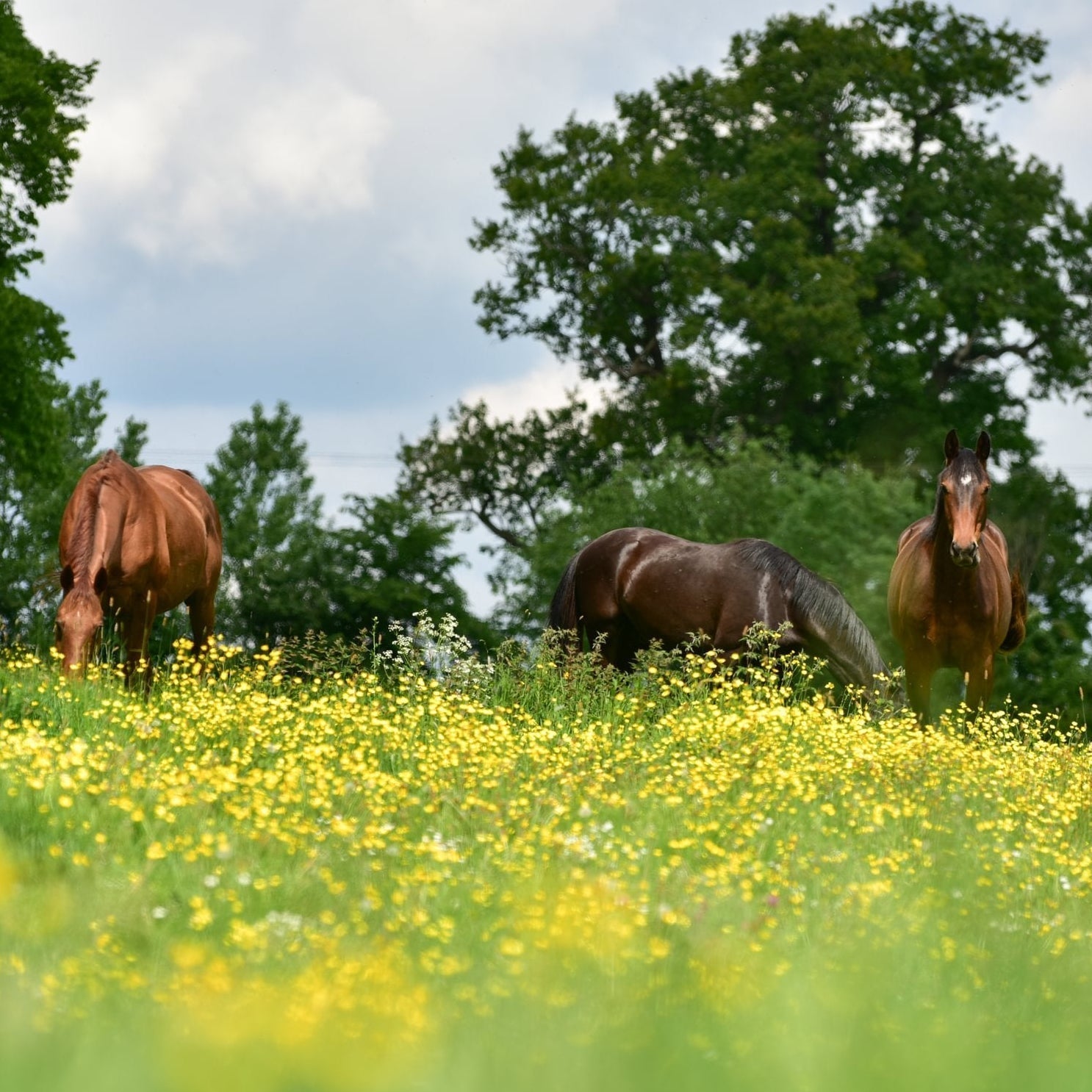 Spring Respiratory Health in Horses