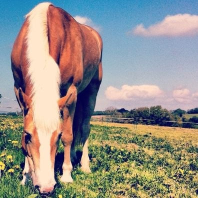 Managing Horses in Hot Weather: Practical Tips for Summer Care