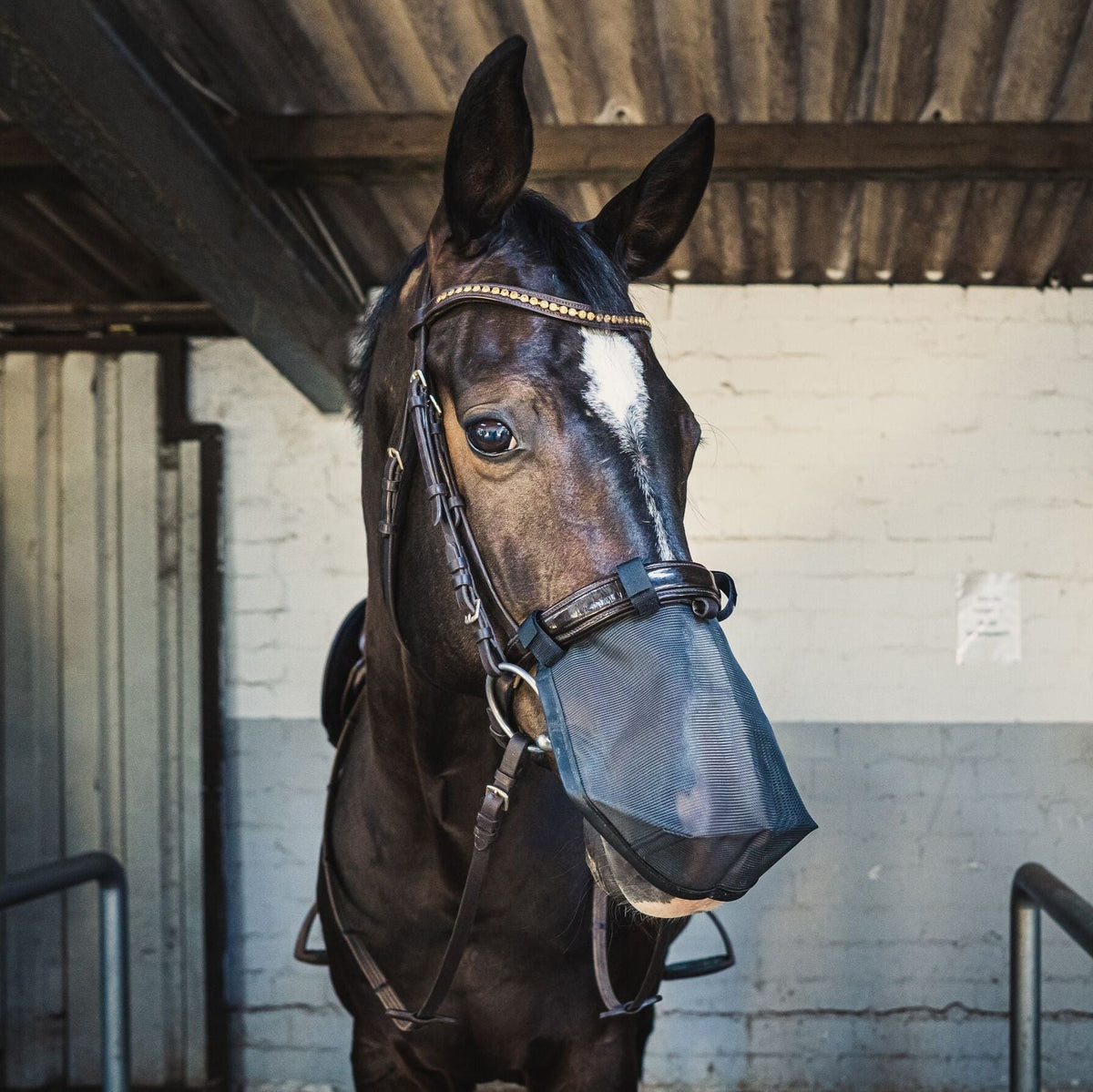 Understanding Equine Headshaking | Blogs - NAF Equine