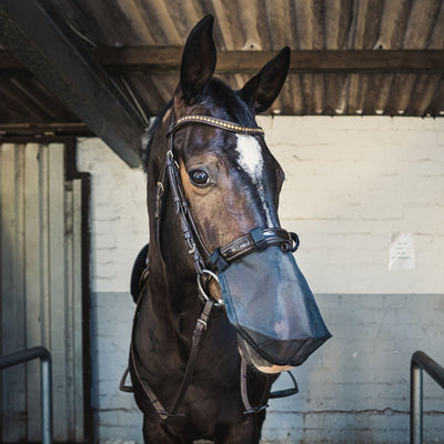 Understanding Equine Headshaking | Blogs - NAF Equine