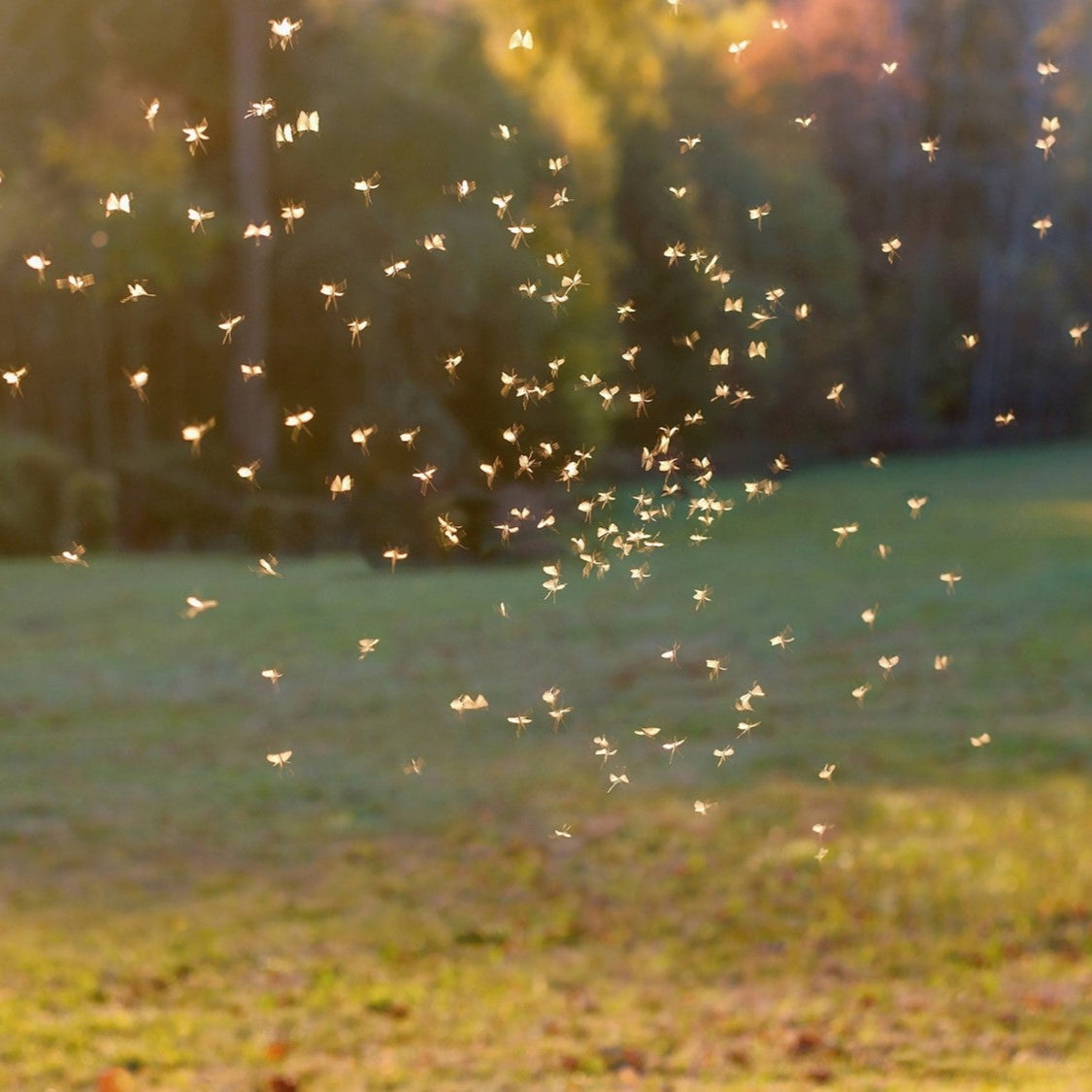 Enjoy a Fly Free Zone throughout the summer months