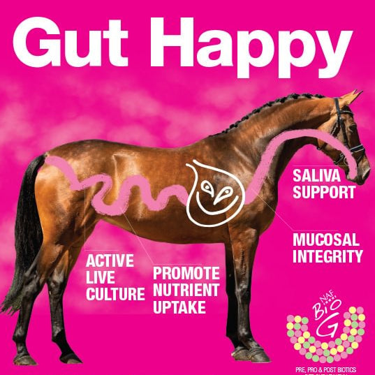 What are Pre, Pro and Postbiotics – and when do horses need them?