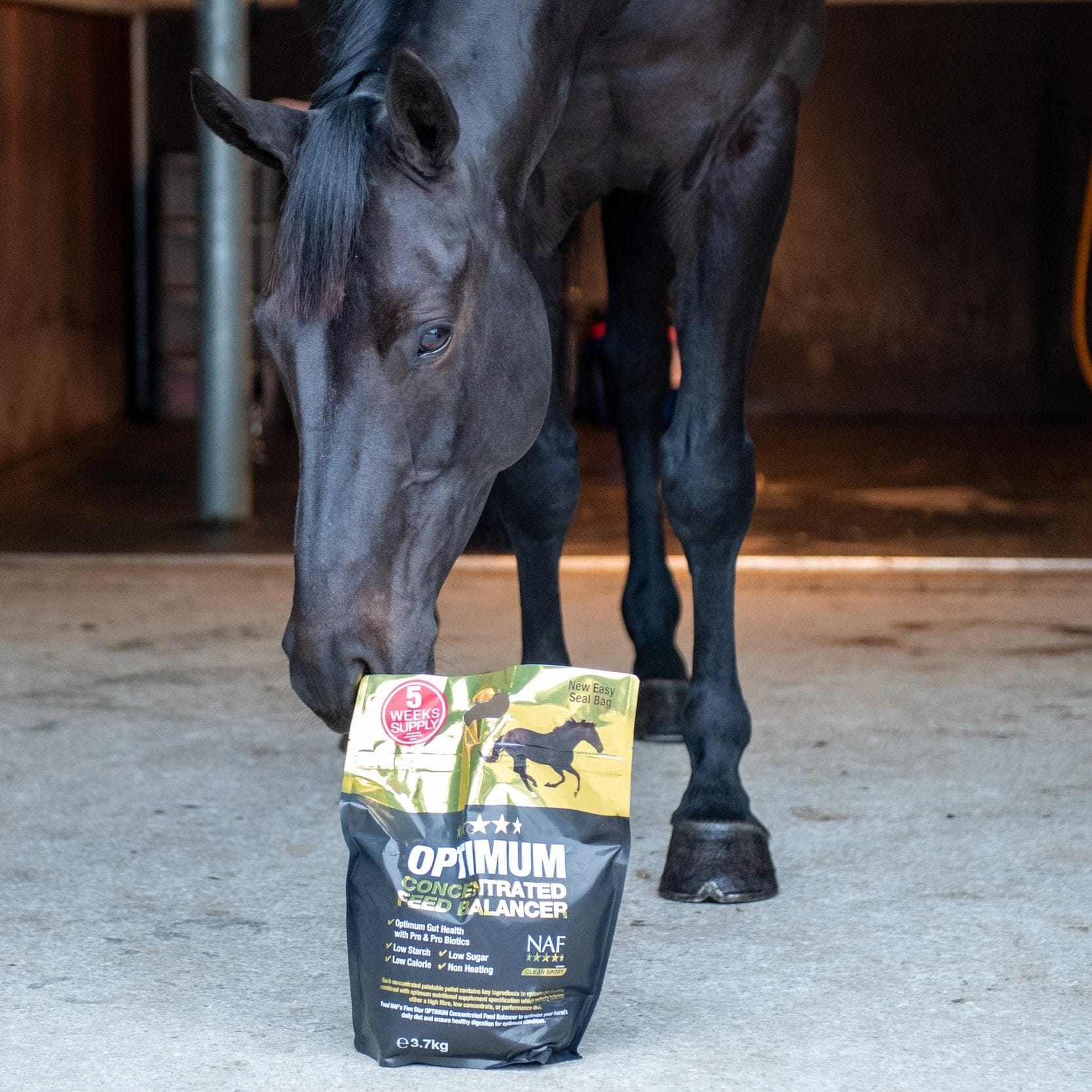Black horse sniffing a bag of NRV Optimum Performance Horse Feed in a stable.